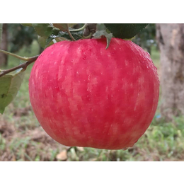 陕西洛川苹果价格|景盛果业(在线咨询)|陕西洛川苹果