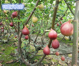 哪里批发无花果苗-山东无花果苗-小叶无花果苗价格实惠