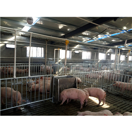 猪舍自动喂料设备多少钱,牧鑫养殖设备,猪舍自动喂料设备