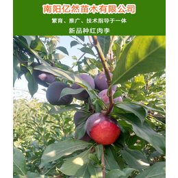 梨树的品种_贵州梨树_亿然苗木(查看)