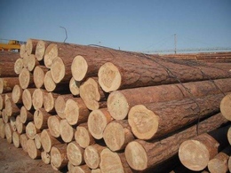 进口一批原木木材苏州清关流程是怎样的