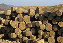大连原木木材进口海关是怎样收税的缩略图