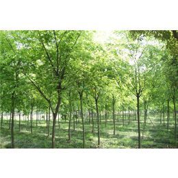 榉树出售|亳州榉树|淘氧彩叶苗木合作社