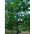 和平银杏树,十万亩银杏(在线咨询),银杏树缩略图1