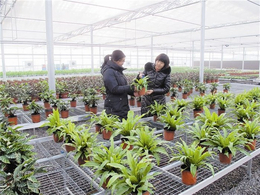 大棚种植蔬菜-建源温室(在线咨询)-大棚种植