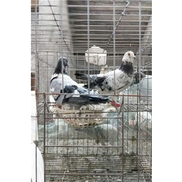 山东中鹏农牧(图)-鸽子规模养殖技术-江苏鸽子养殖技术