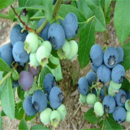 双湖园艺(在线咨询)|蓝莓苗|奥尼尔蓝莓苗