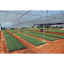 青州鑫华生态农业科技(多图)|温室建设|渭南温室