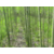 竹柳种植|滨州竹柳|峻峰竹柳缩略图1