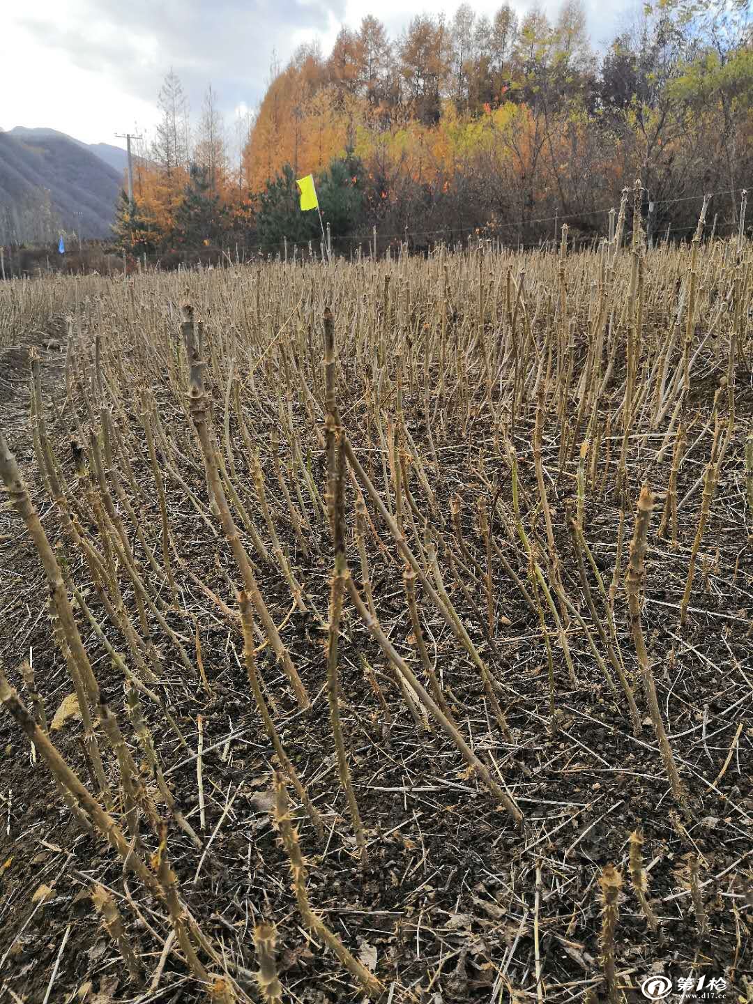 刺嫩芽苗 刺老芽苗 刺龍芽苗