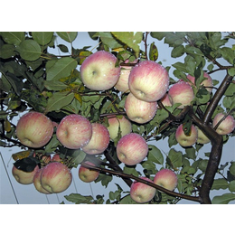 5公分苹果苗批发|润丰苗木(在线咨询)|青铜峡市5公分苹果苗