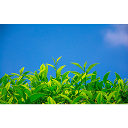 韶关绿茶 沿溪山种植健康绿茶 韶关加工绿茶特产