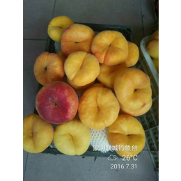 桃树苗、乾纳瑞农业科技公司售、桃树苗价格