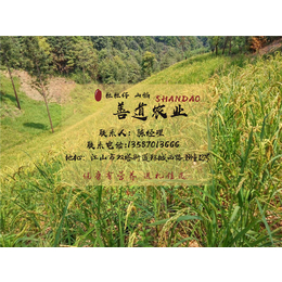 山稻米营养价值_善道农业(在线咨询)_山稻米