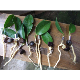 黔东南油茶树苗|高产油茶苗圃基地 |油茶树苗基地