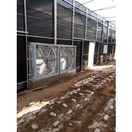 【诺博温室工程】(图)|三门峡食用菌大棚安装|食用菌大棚