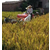 小型水稻联合收割机视频-水稻联合收割机-中热农业机械(查看)缩略图1