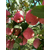 洛川苹果厂家、景盛果业、洛川苹果缩略图1