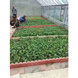 绿色生态园、天津市萱庭果蔬、生态园