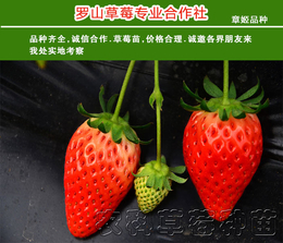 农科草莓(图)-法兰地草莓苗栽培技术-山东草莓苗