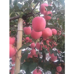 红富士苹果苗出售|红富士苹果苗|海之情农业