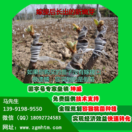 杭州猕猴桃苗|猕猴桃苗多少钱|猕猴桃树种植(推荐商家)