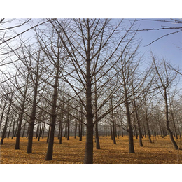 30公分银杏树,宿州市银杏树,银杏树之乡(查看)