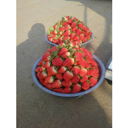 妙香7号草莓苗多少钱|青岛草莓苗|乾纳瑞农业