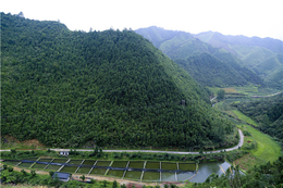 清水鲫鱼-开化清水鱼-开化清水鱼余味无穷