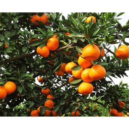 红美人柑橘苗批发、红美人柑橘苗、果友柑橘苗成活率高