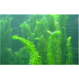 黑藻种植|黑藻|白洋淀绿荷水生植物(查看)