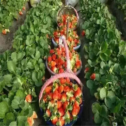  草莓苗价格 出售草莓苗 草莓苗批发 草莓苗种植