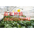 温室大棚种植-温室草莓-温室种植技术缩略图2