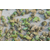 金兴黑斑蛙养殖(图),黑斑蛙价格,黑斑蛙缩略图1