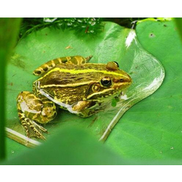 非凡青蛙养殖(图)、青蛙养殖效益、仙桃青蛙养殖