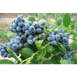 蓝莓批发、百色农业公司、青羊蓝莓