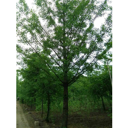 宁武县银杏树、十万亩银杏(在线咨询)、银杏树