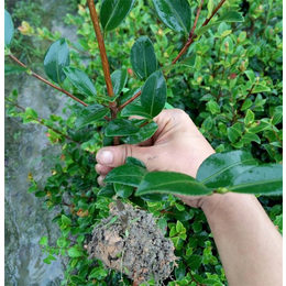 ****良种高产油茶苗、白土镇高产油茶苗圃1、常州油茶苗