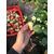 草莓苗种植方法、衢州草莓苗、乾纳瑞农业缩略图1