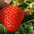 草莓秧_抚州草莓苗_建德草莓苗缩略图1