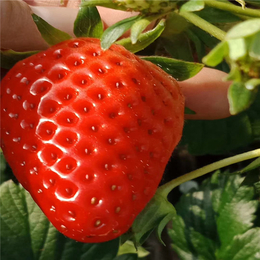 草莓秧_抚州草莓苗_建德草莓苗