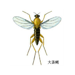 蚊蝇杀虫药供应商|天敌消杀(在线咨询)|鹤壁蚊蝇杀虫药