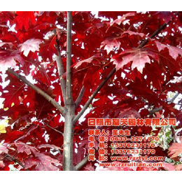 欧洲红栎采购、莱芜欧洲红栎、瑞天农林(查看)