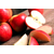 爱情山苹果(图)-红富士苹果网-抚州红富士苹果缩略图1