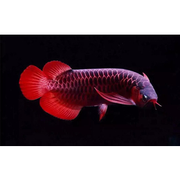 红龙鱼报价-永泰红龙鱼-余娱鱼观赏鱼