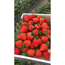 全明星草莓苗种苗、洛阳草莓苗、乾纳瑞农业(查看)