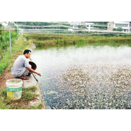 泥鳅养殖、鑫渔圣生态、六安泥鳅养殖