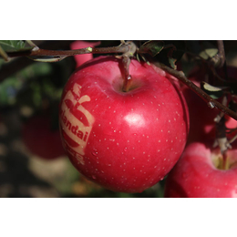 现代果业苹果品种好(图)-苹果品种排名-苹果品种