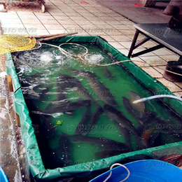 帆布鱼池水池帆布篷布游泳池 折叠篷布鱼池矿山蓄水池