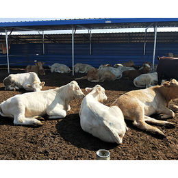 富贵肉牛养殖(图)_五个月的夏洛莱牛价格_忻州夏洛莱牛